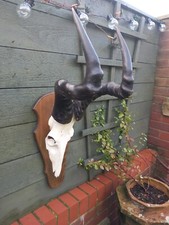 Taxidermy  Red Cape Hartebeest