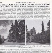 RARE TREES IN THE PINETUM AT