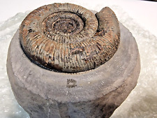 Whitby Dactylioceras Semicelatum Fossil Large Ammonite In Nodule Yorkshire Coast