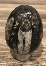 Fossilised Orthoceras Polished Fossil Egg, Morocco, Genuine