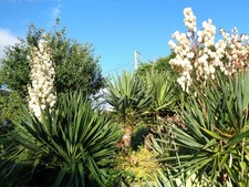 Hardy Outdoor Yucca Gloriosa 70cm  Rooted Plant Tough Frost & Drought Tolerant