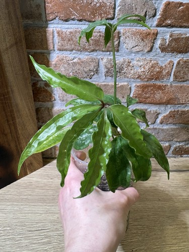 Anthurium polyschistum - anthurium,