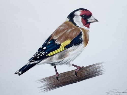 Original european goldfinch - european,