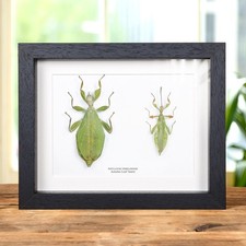 Autumn leaf insect box - autumn,