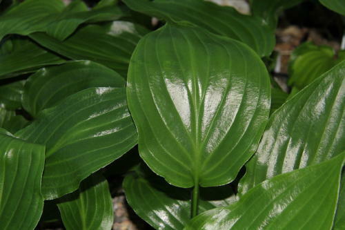 Hosta irish luck - luck, growing