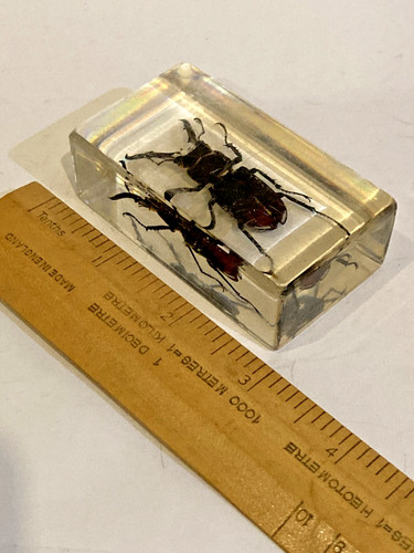 Ghost stag beetle - ghost,