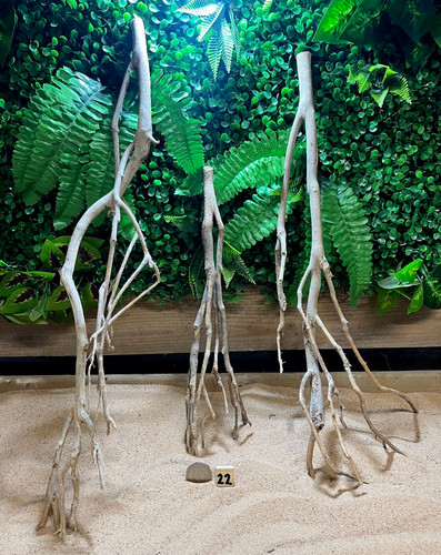 Talawa wood aquascaping - talawa,