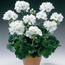 6 Zonal Geranium White Hanging