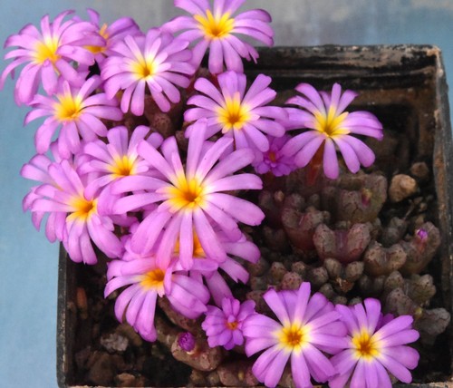 Conophytum luckhoffii 1982 - luckhoffii,