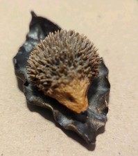 Hedgehog On Leaf By Bowbrook