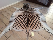 Zebra hide  / skin - A large A