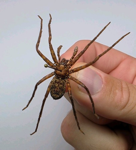 Huntsman spider indonesia - huntsman, sp