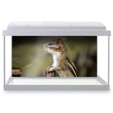 Fish Tank Background Small