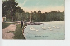 Rppc swans talkin - swans, tarn