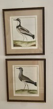 Pair Antique Francois Nicolas Martinet Bird Prints Hand Colored Framed W/ Mats
