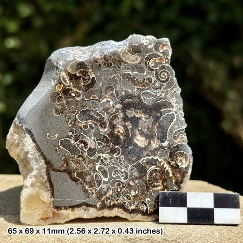 Promicroceras ammonite fossil - promicroceras,