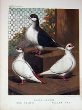 Old Antique Print 1874 Pigeon