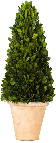 Real preserved boxwood - preserved,