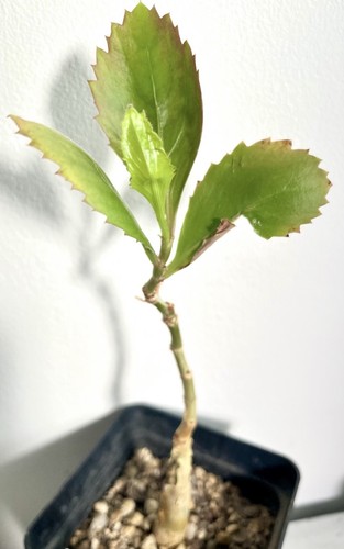 Cyphostemma juttae - cyphostemma,
