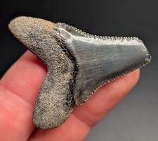 Rare Glossy Large Lower Great