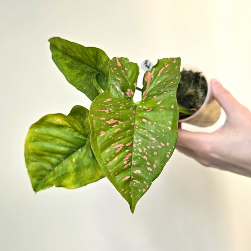 Syngonium pink splash - syngonium,