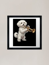 Maltese playing trumpet player - playing,