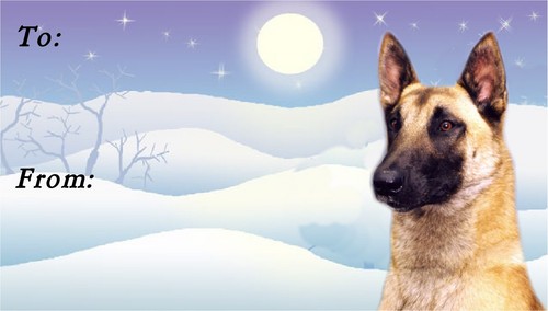 Belgian shepherd malinois - belgian,