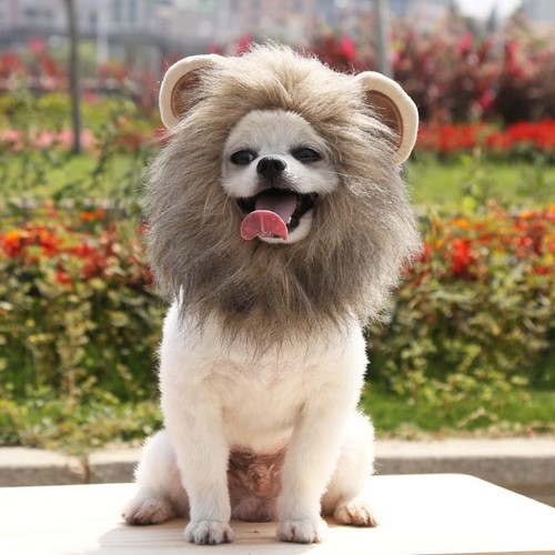 Lion mane pet costume hood - lion,