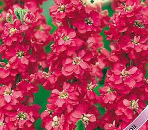 Delphinium seeds giant xxl - seeds,