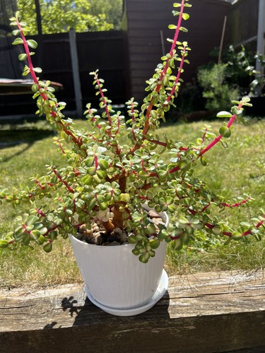 Portulacaria afra mediopicta - portulacaria,