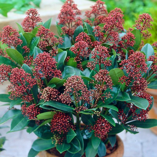 Skimmia japonica rubella - skimmia, |