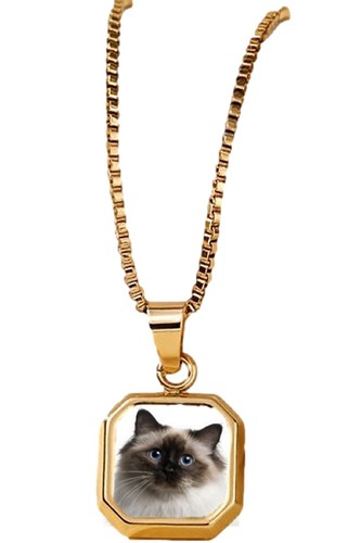 Birman cat pet family gold - cat,