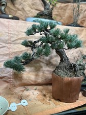 Japanese  Pine Bonsai 