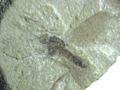 Eocene green river fossil - eocene,