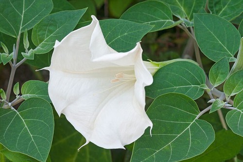 Datura metel fastuosa - metel,