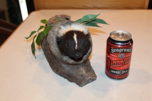 Striped skunk mount - skunk,
