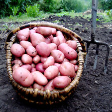 Sarpo Mira seed potatoes Main