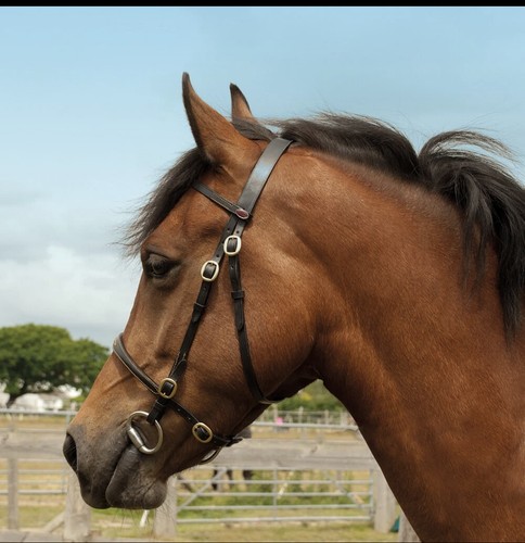 Pony hand black - pony,