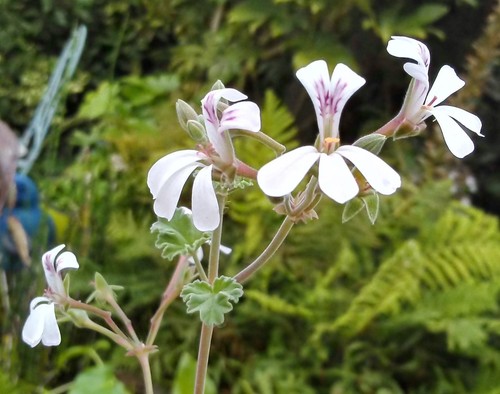 Pelargonium odorotissimum - pelargonium,