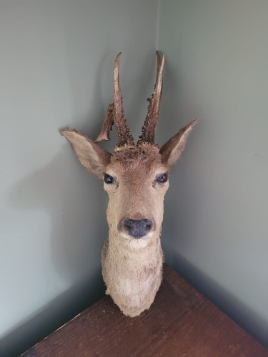 Vintage taxidermy roebuck roe - vintage,