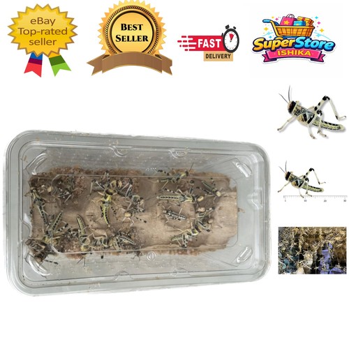 Nutritious live locusts pack - nutritious,