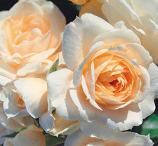 PRE ORDER - SHIRLEY - Fragrant Cream Floribunda Rose - Bareroot