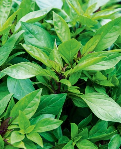 Herb basil basilicious - herb,