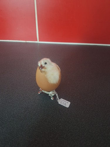 Taxidermy chick egg - taxidermy,