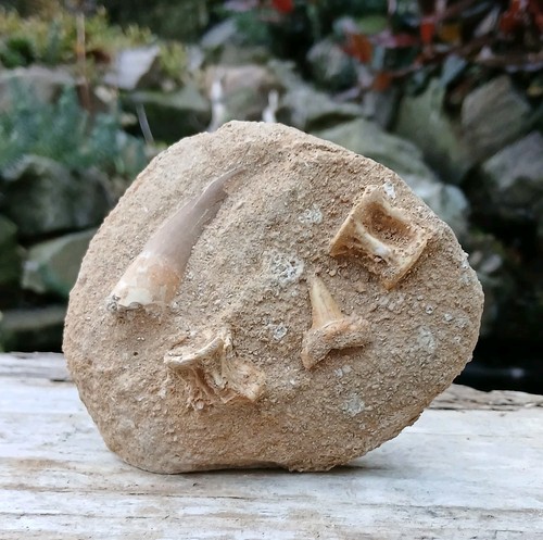 Fossil plesiosaur tooth - plesiosaur, on
