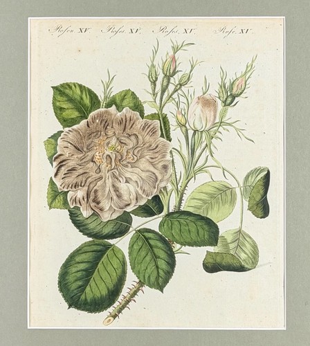 1805 antique rose botanical - 1805,