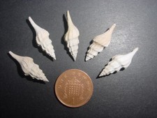 5 NICE Bartonian Eocene