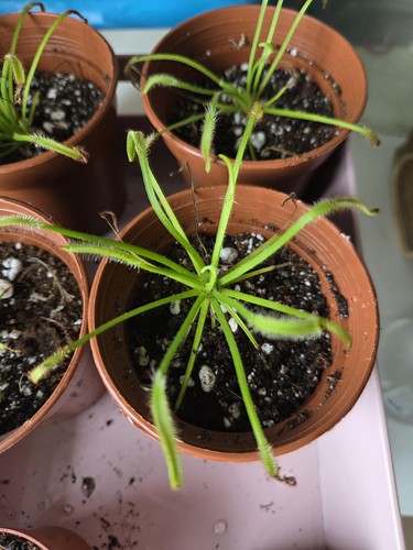 Drosera capensis alba - drosera, 'alba'