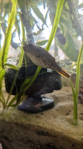 Spotted congo puffer - congo,