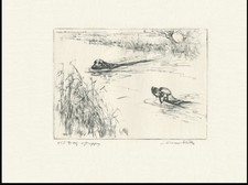 FLAT COATED RETRIEVER DOGS OLD 1930'S DOG ART PRINT OF GUNDOGS by VERNON STOKES